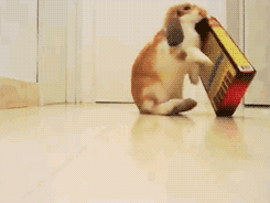 I forgots how to bunny