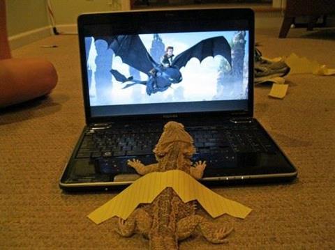 Training his "dragon"
