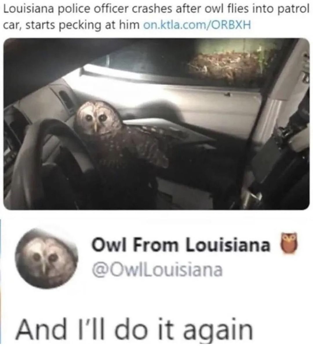 ACAB: The owl probably