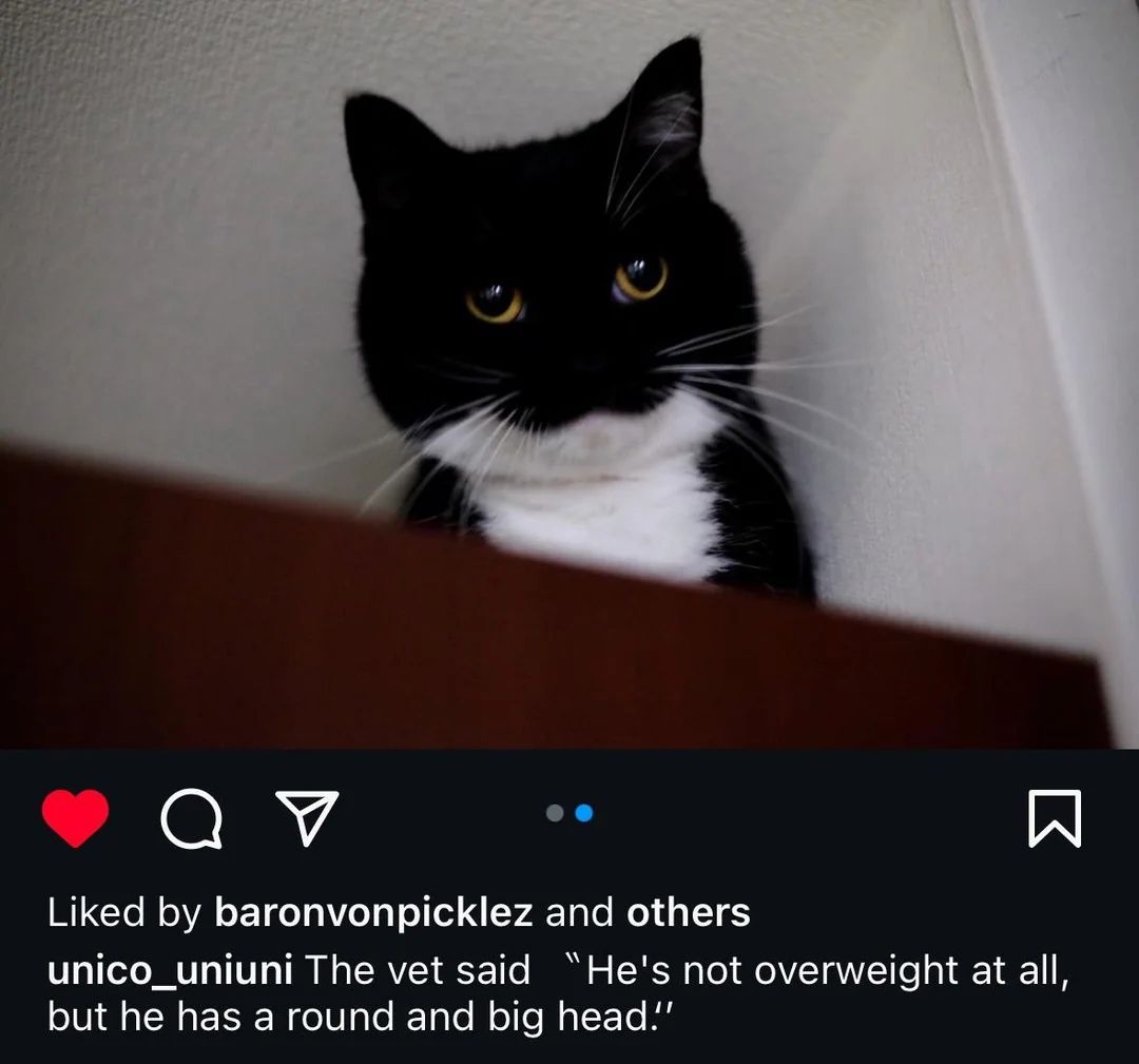gato