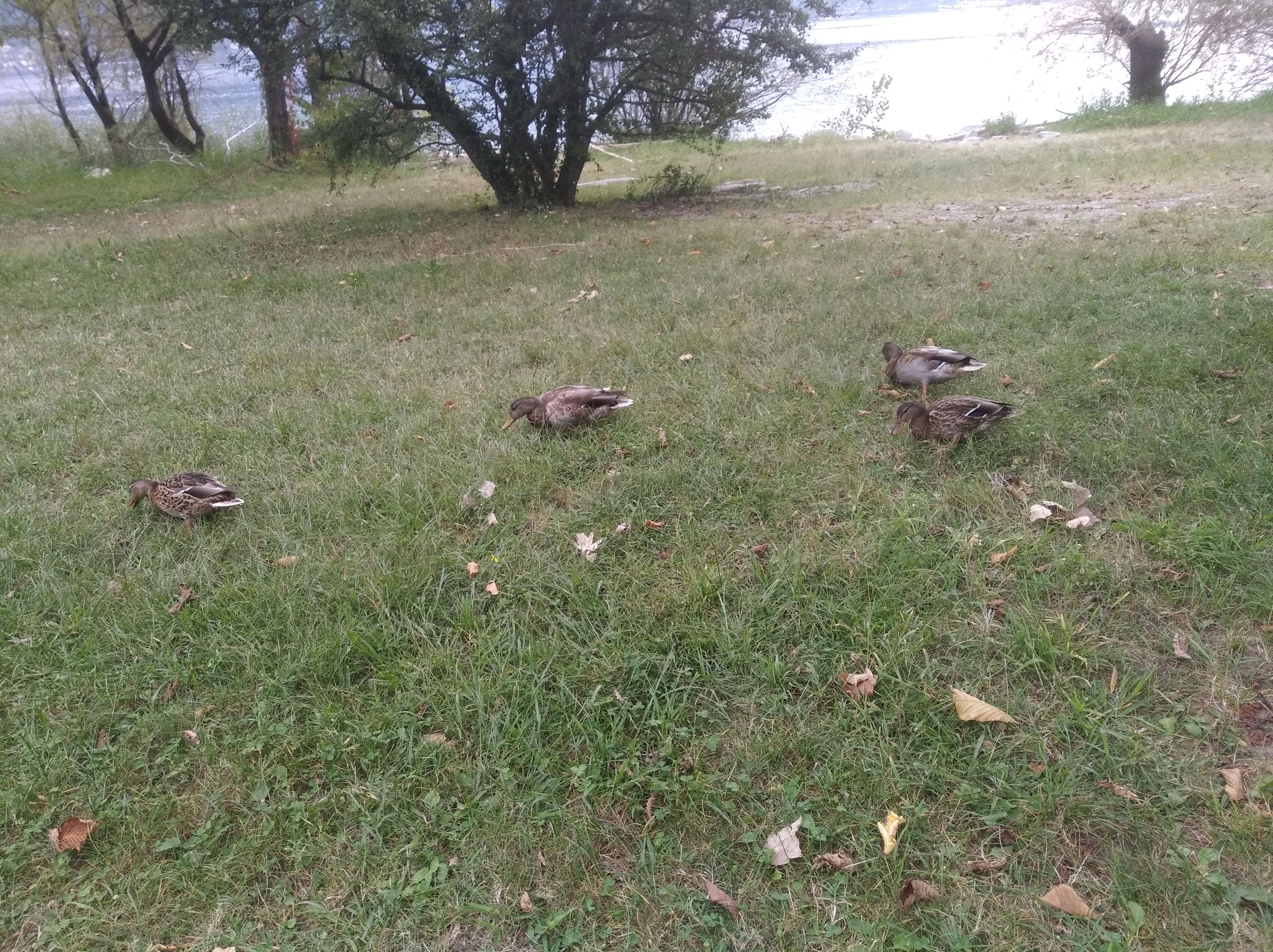 Ducks