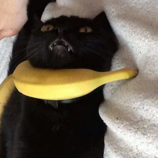 Negro with slave collar, colourised c.1860s