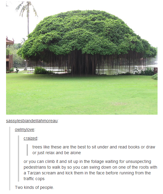 Tumblr and trees