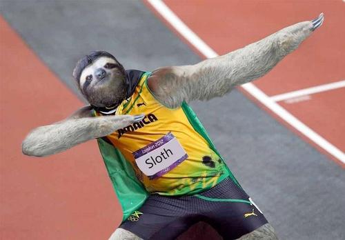 A Sloth can dream