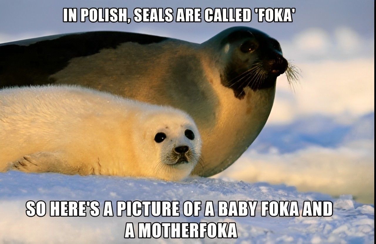 The foka're you looking at