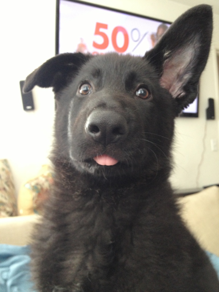 Please restore ears to factory settings.