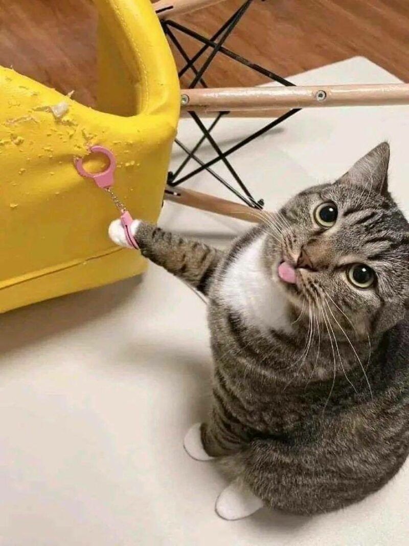 Meow can expmeown!