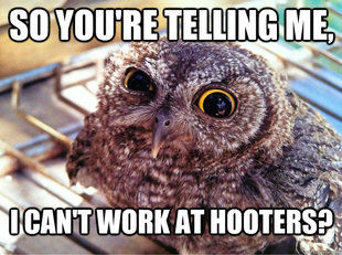 Sceptical First World Owl