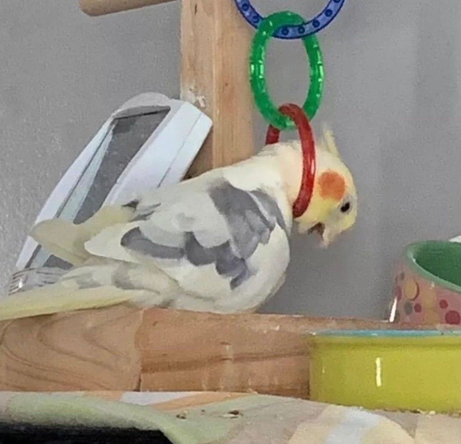 birds when the realise that slov_ is their owner