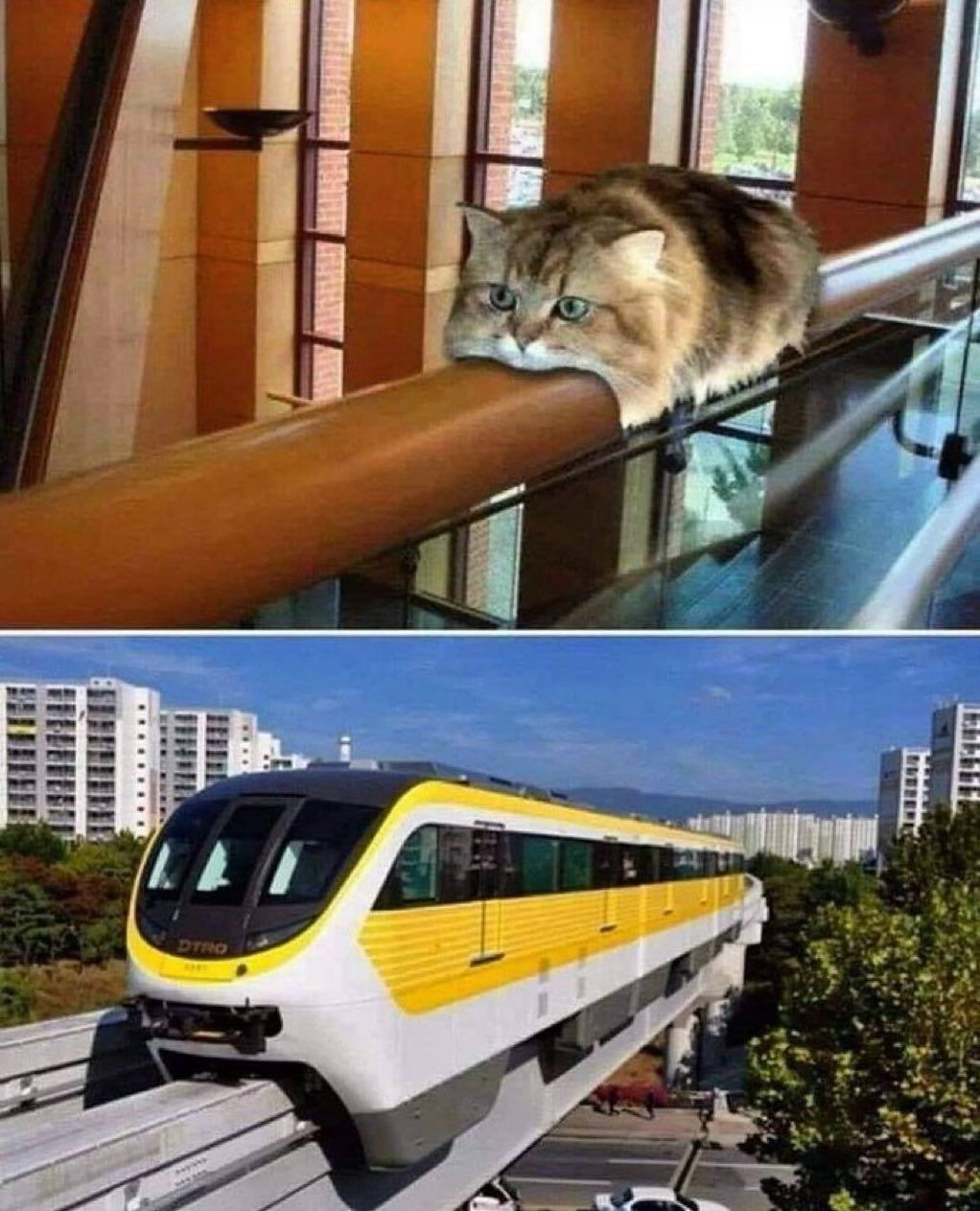 gato locomotivo