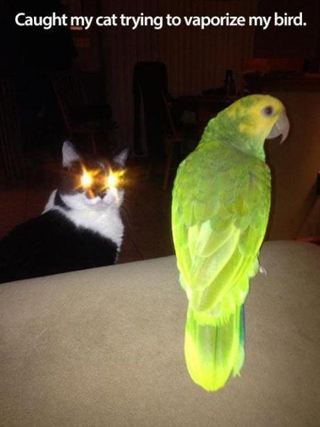 Some day, cats are going to vaporize us all.