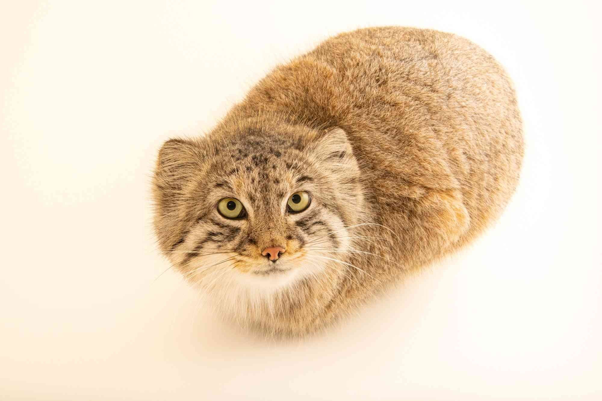 can you guys look after this manul while im gone?