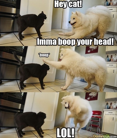 Ima boop your head