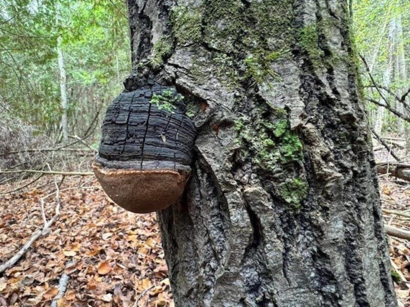 Uncut and hanging