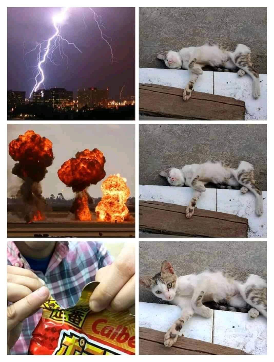 kot
