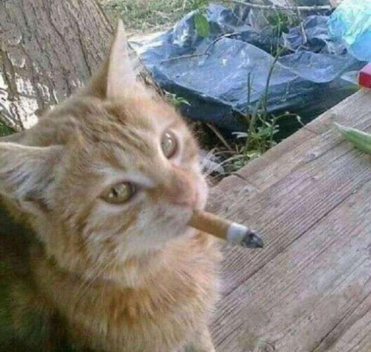 Gm!