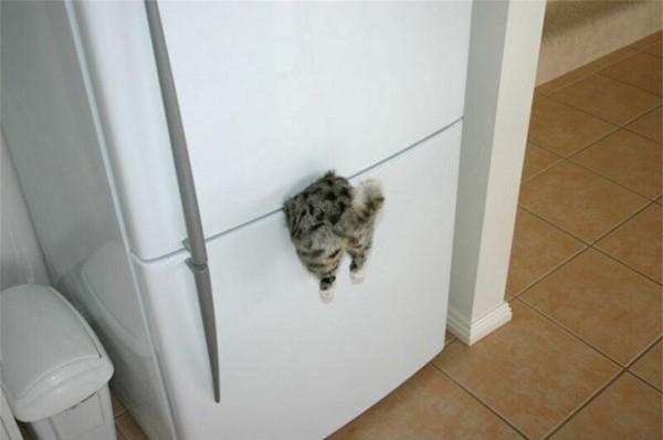 Just a fridge magnet... Is it?
