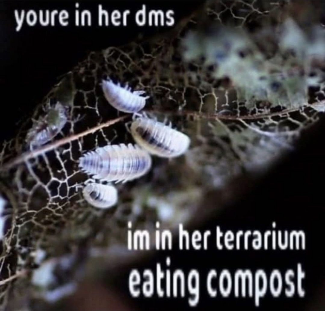 ♣♣♣