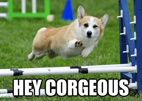 Rediculously photogenic corgi