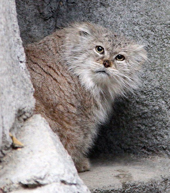 The manul printer ran out of ink