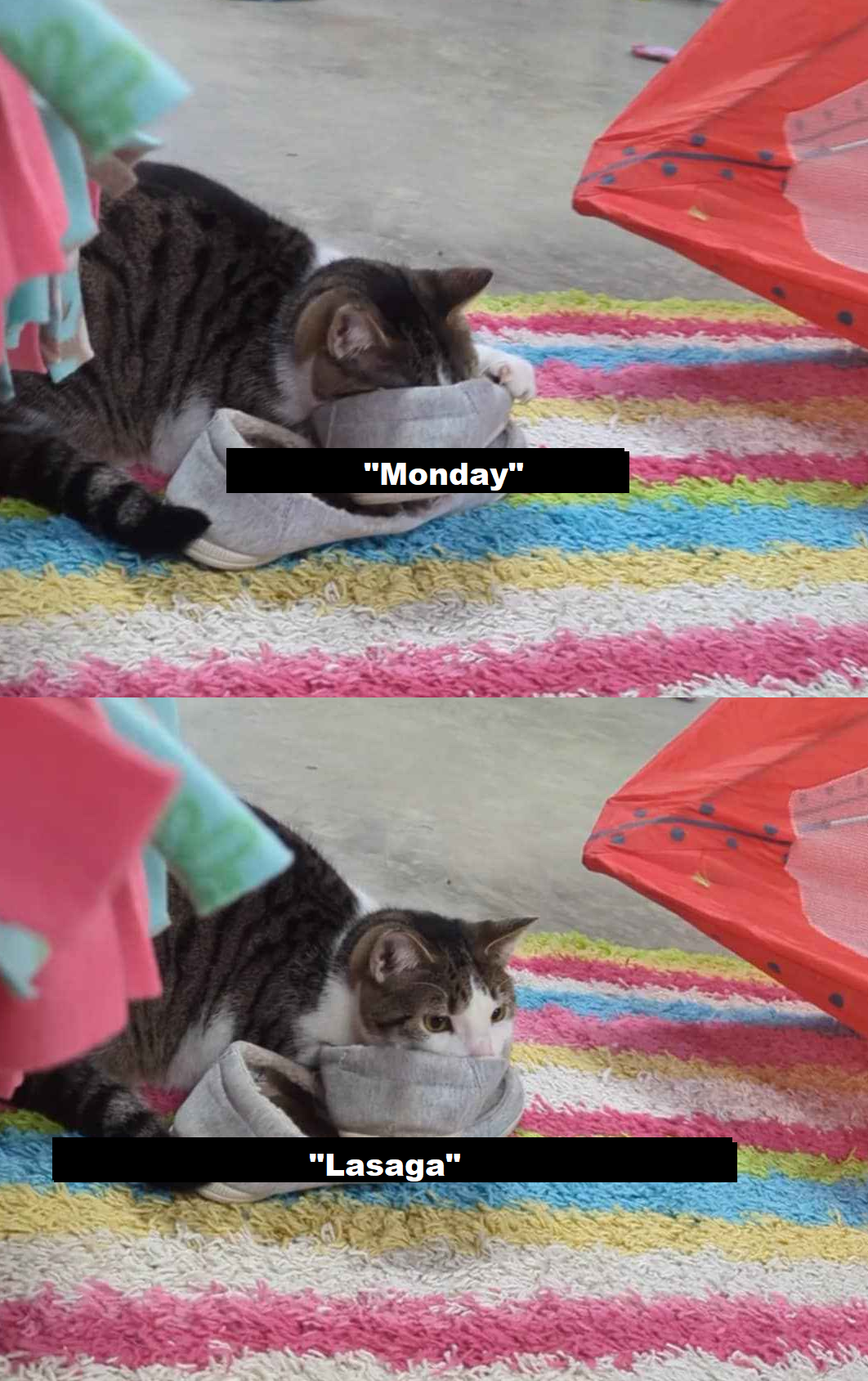 "Feline!"