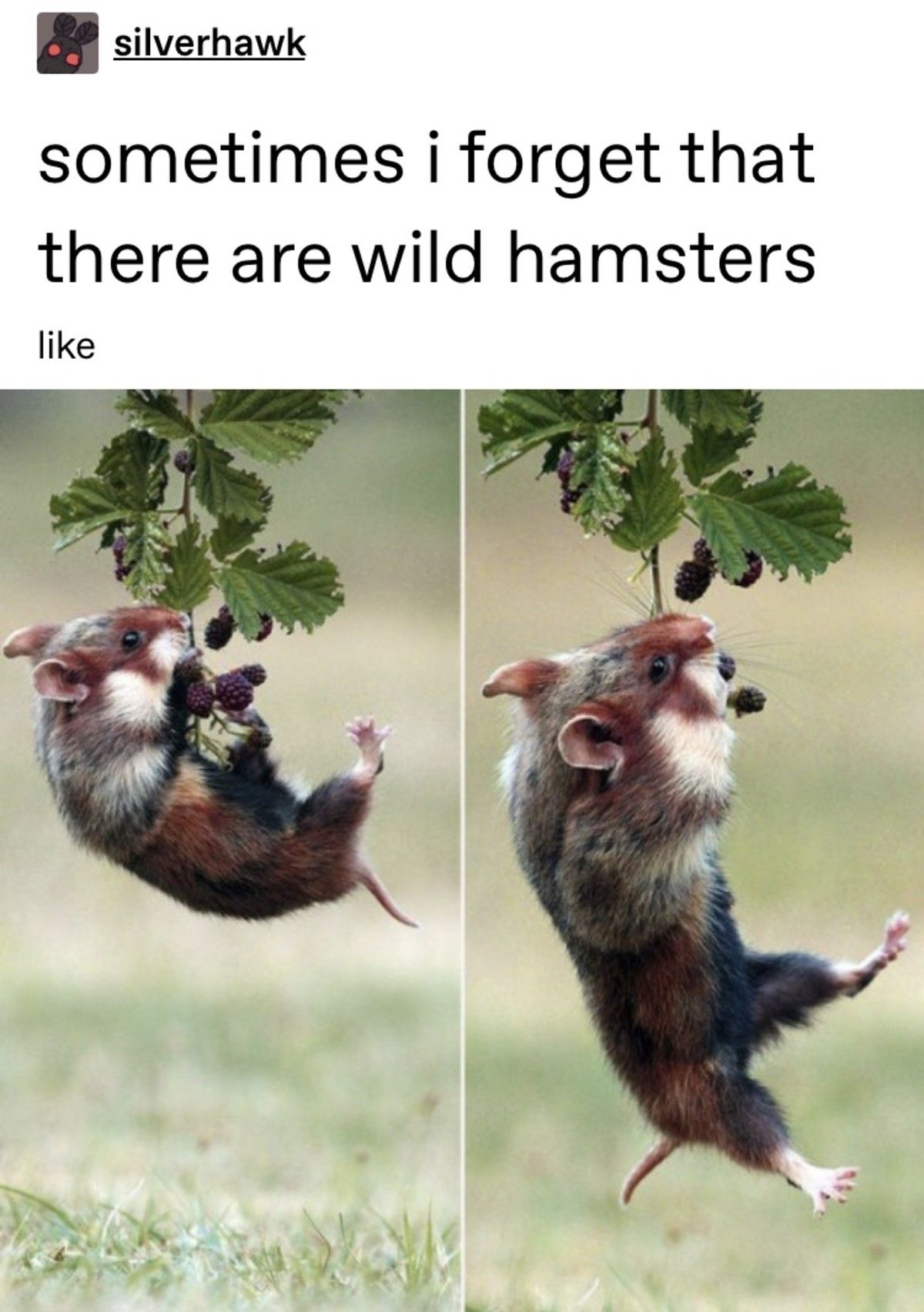 hamsters