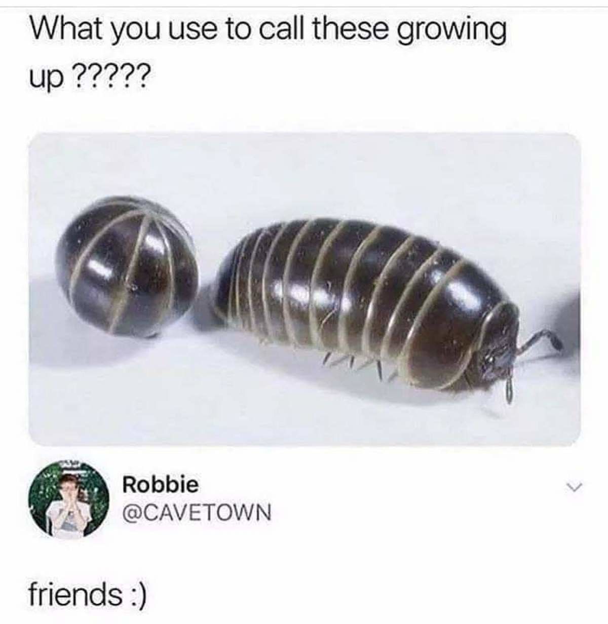 Rolly polly