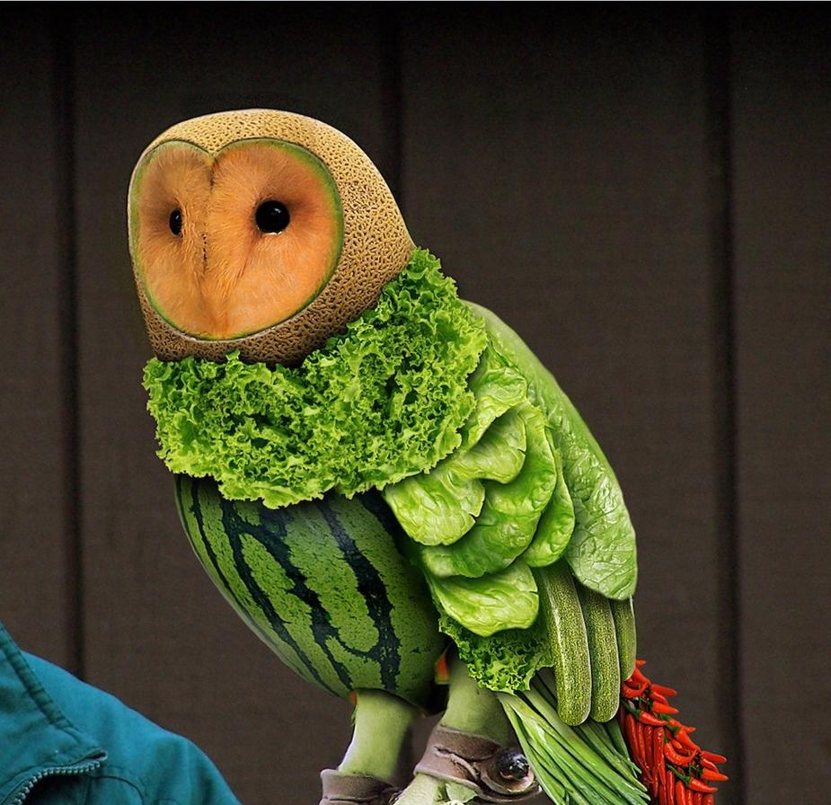 Fruit owl.