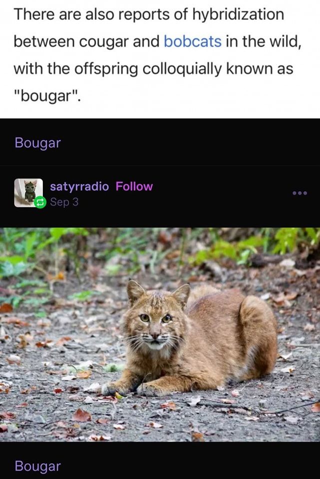 Bougar