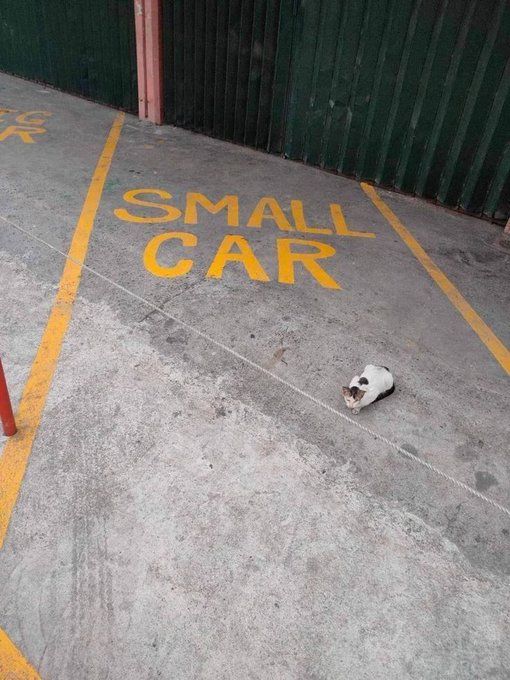 Smol car