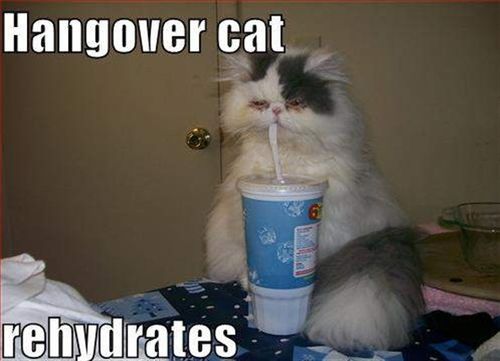 Hangover cat