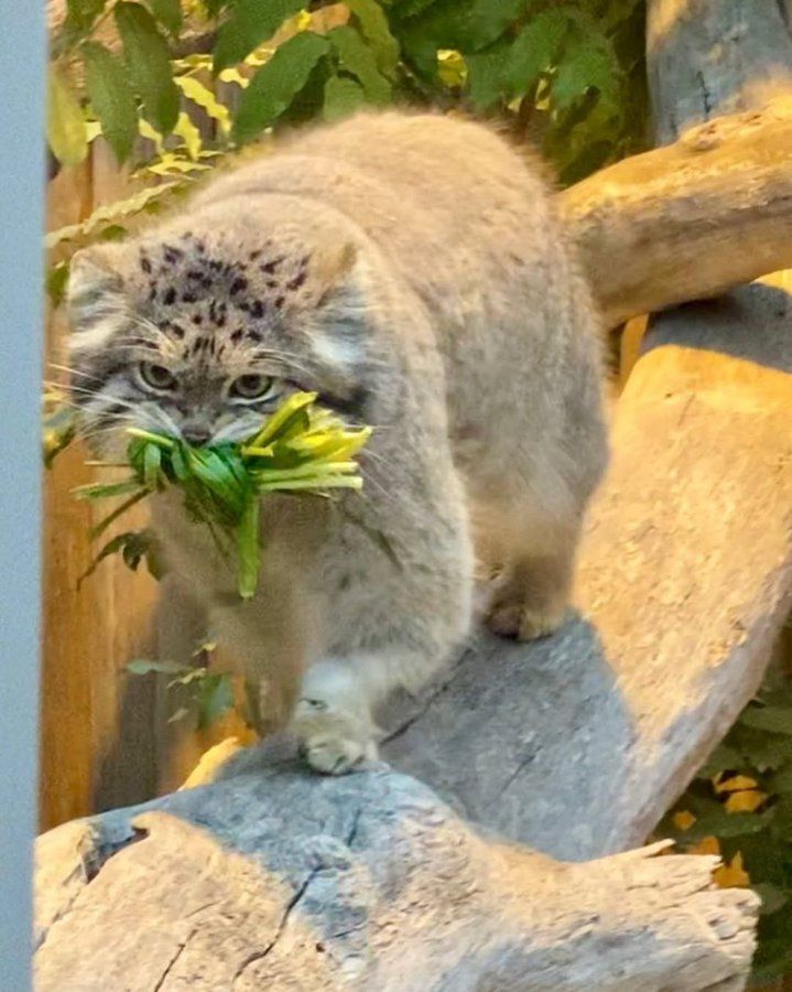 He loves eating his greens