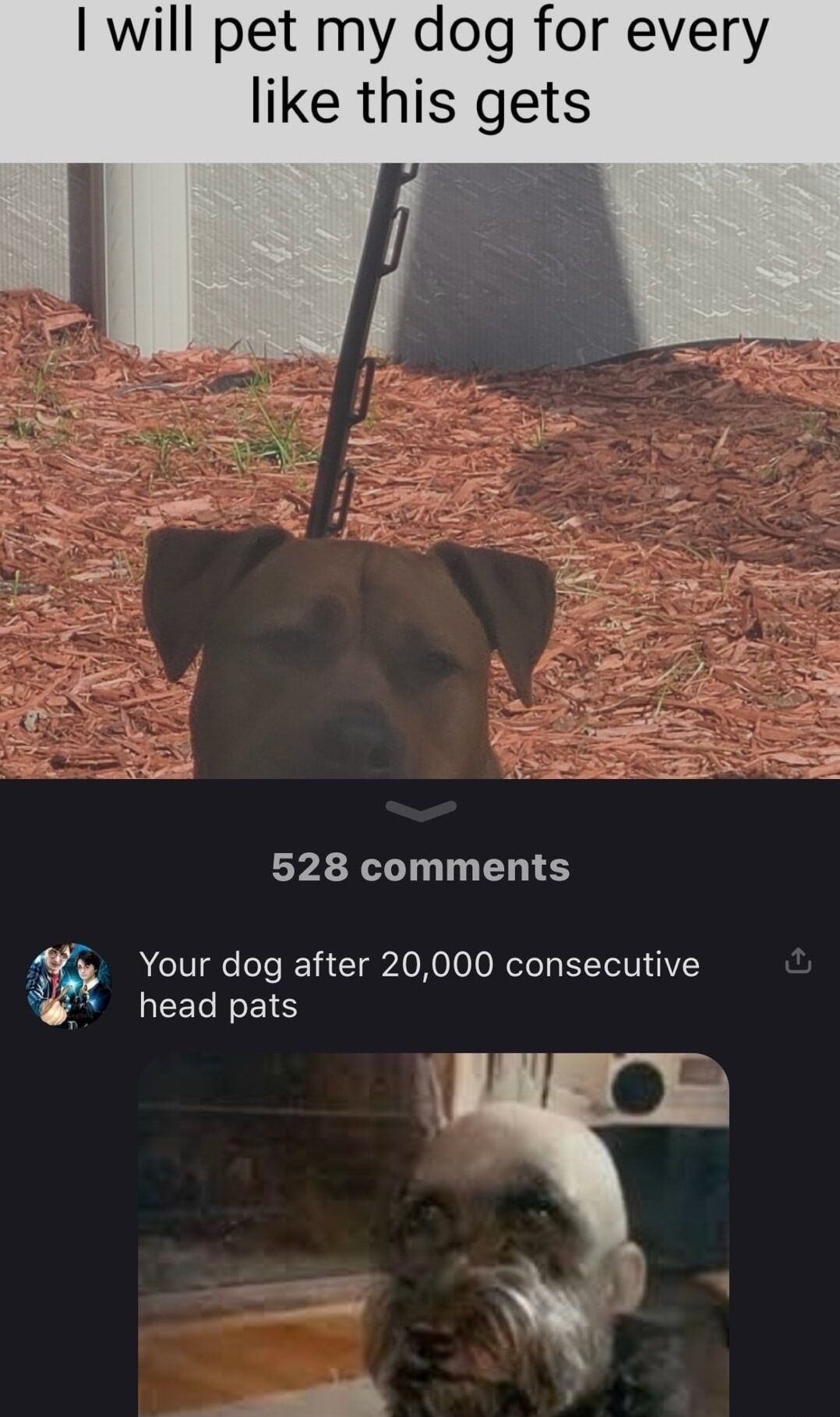 dogs > cats