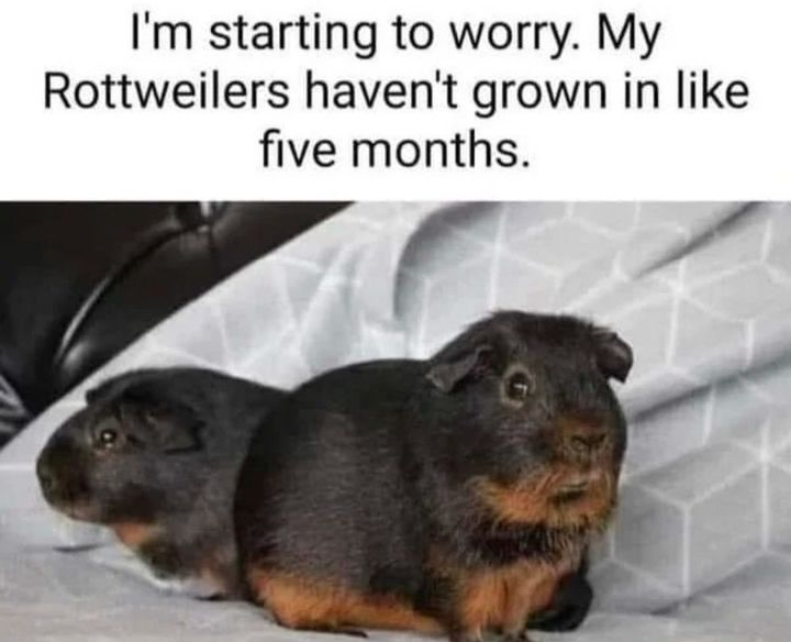 Pottweilers