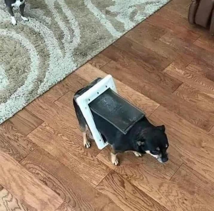 I think my cat has autism