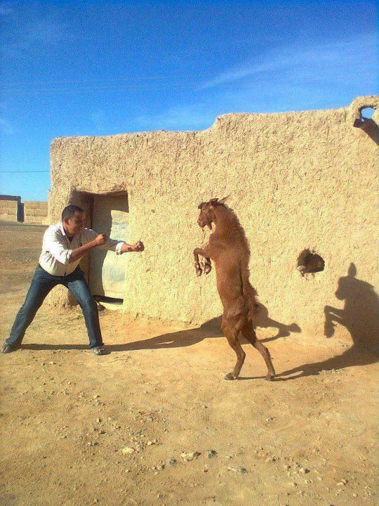 Come at me bro!!