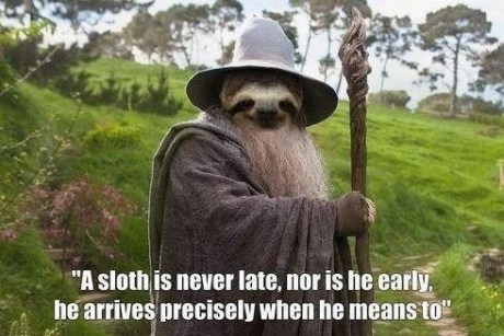 A sloth