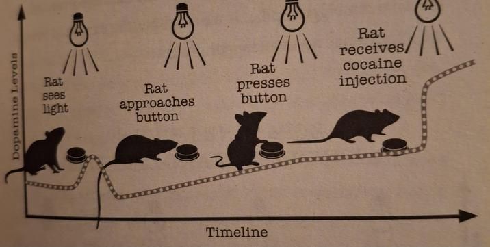 Want drugs? Legally and free? Just become a scientist and claim you're doing experiments with rats!