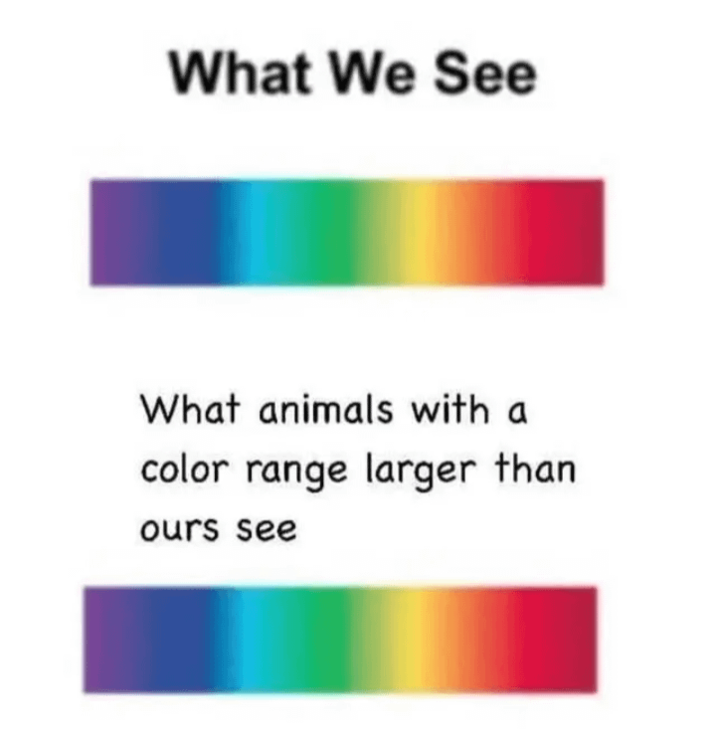 What blind animals see: