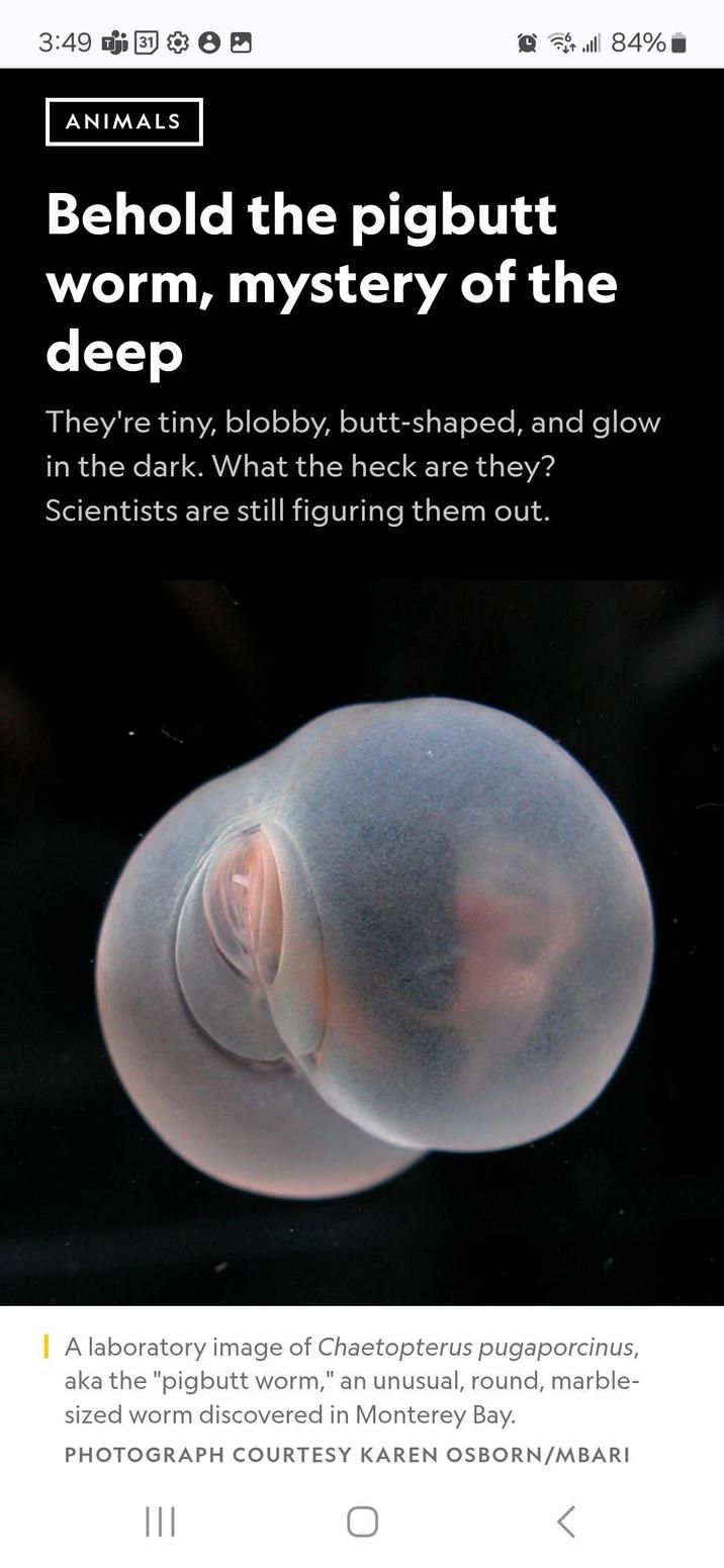 "what the heck are they" worms, duh