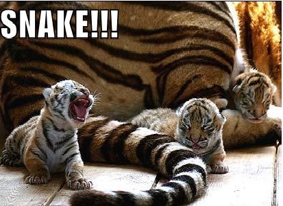Snake!