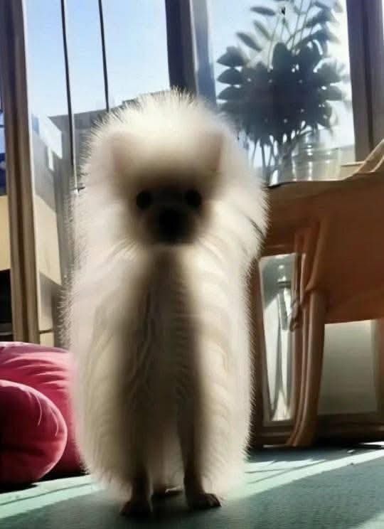 The ghost of your dead dog watching you masturbate for the 8th time today