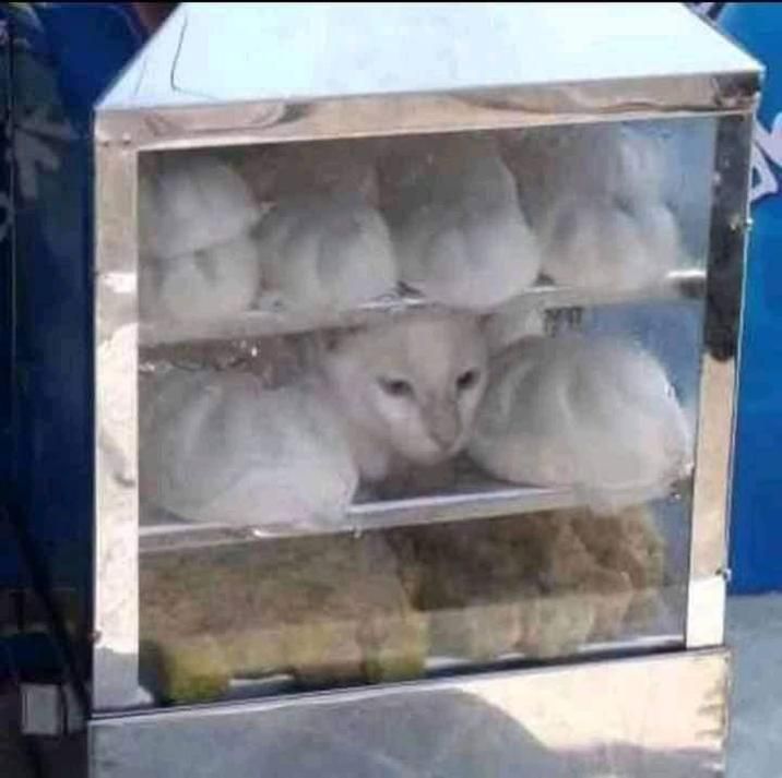 find cat