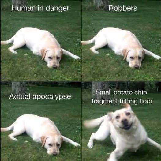 Good boy
