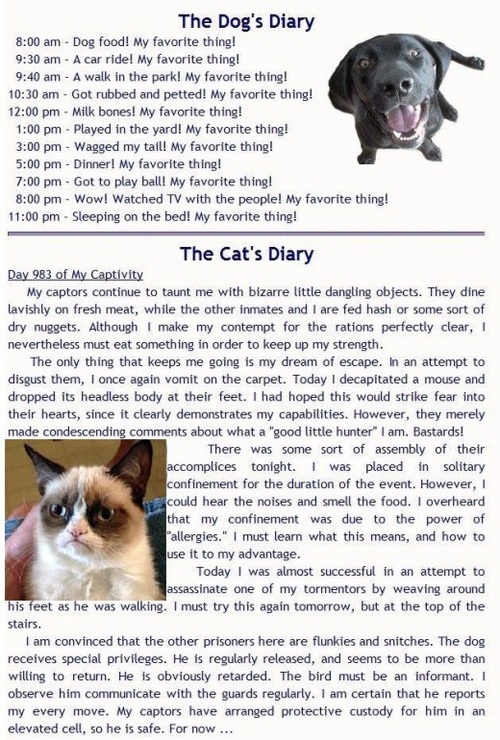 Dog and cat diaries