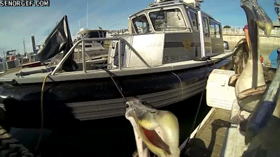 God damn Pelican