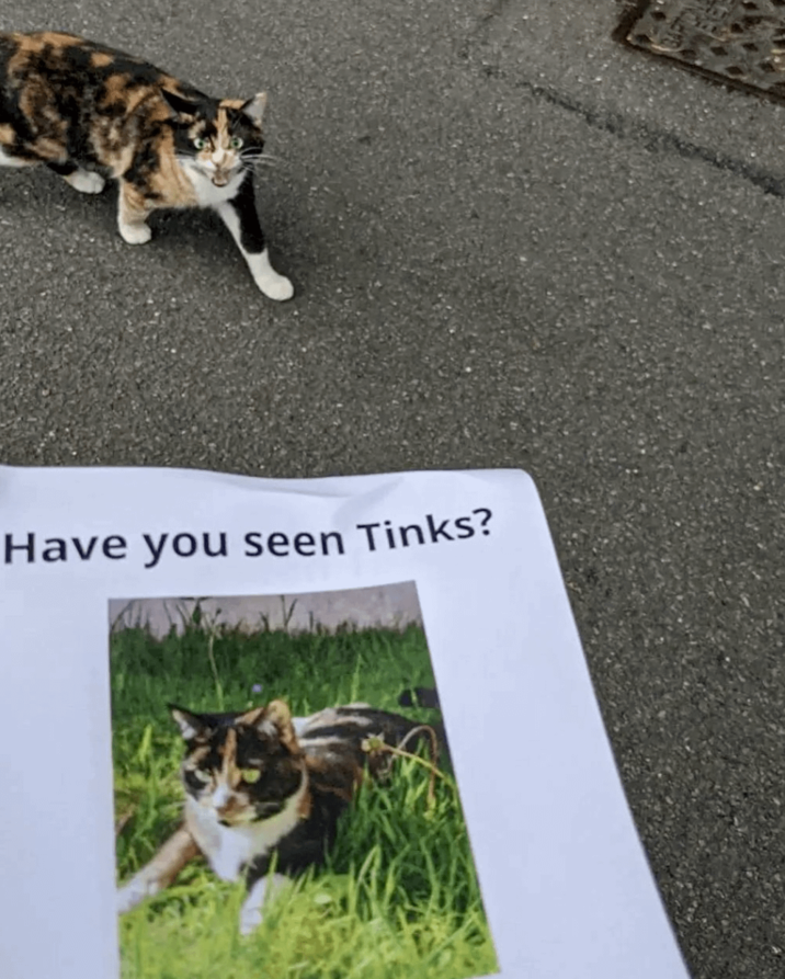 find cat