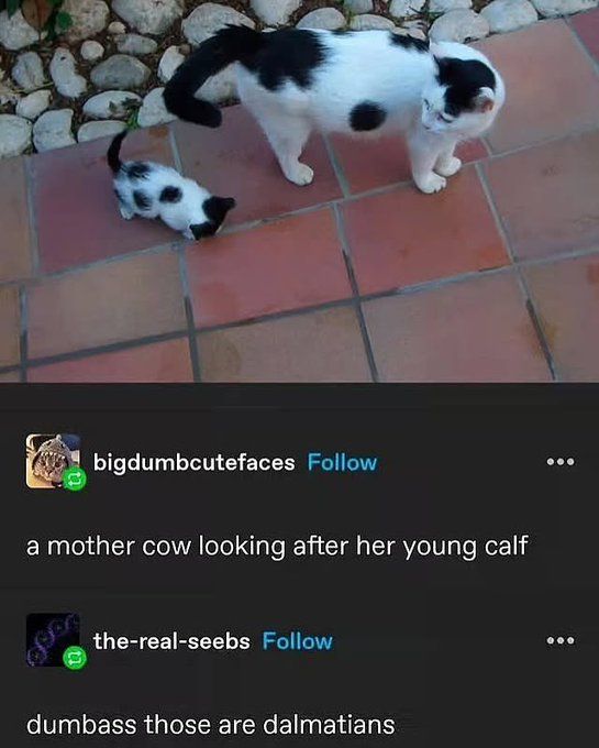 They are actually cappybaras