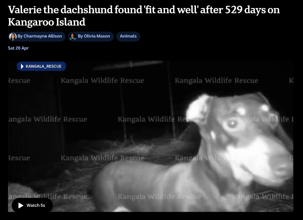 What the dog doin?