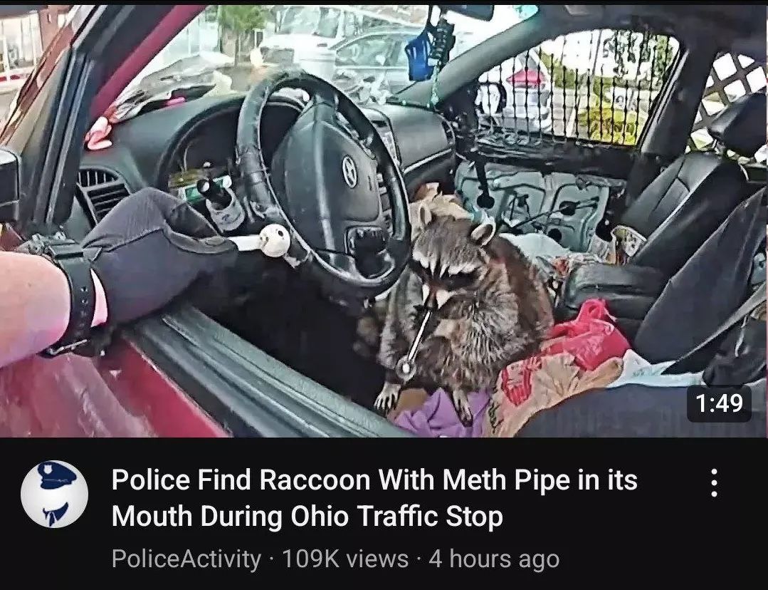 Cheemswurbler is actually just 6 raccoons in a trench coat